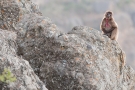 Gelada baboon