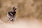 Thick-billed Raven