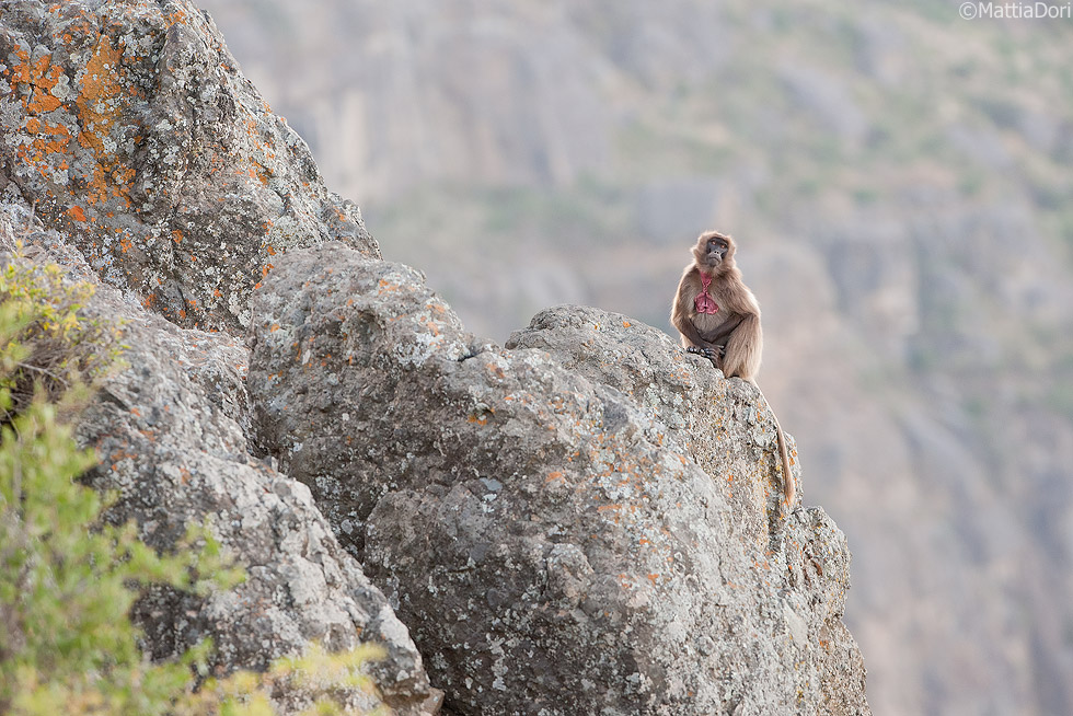 Gelada-baboon